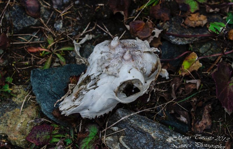 Cranio capretto da identificare: camoscio o stambecco?